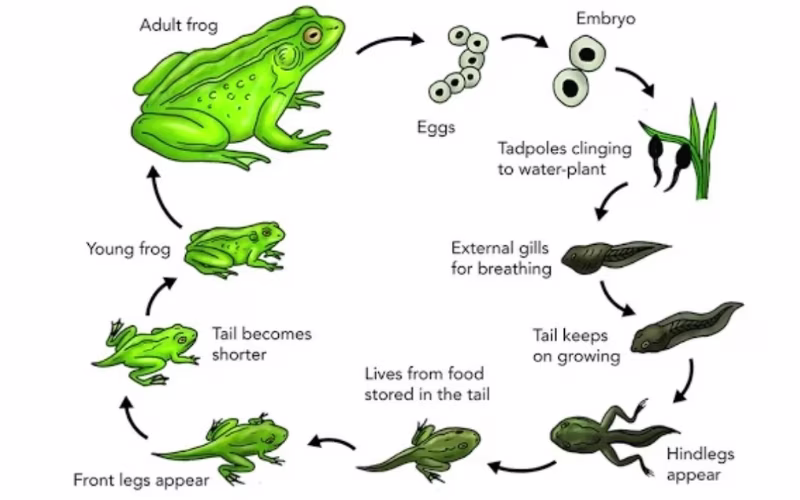 natural-process-ielts.jpg